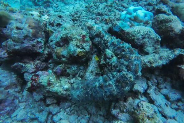 Open Water 2024: Mengukir Cerita di Laut Menjangan